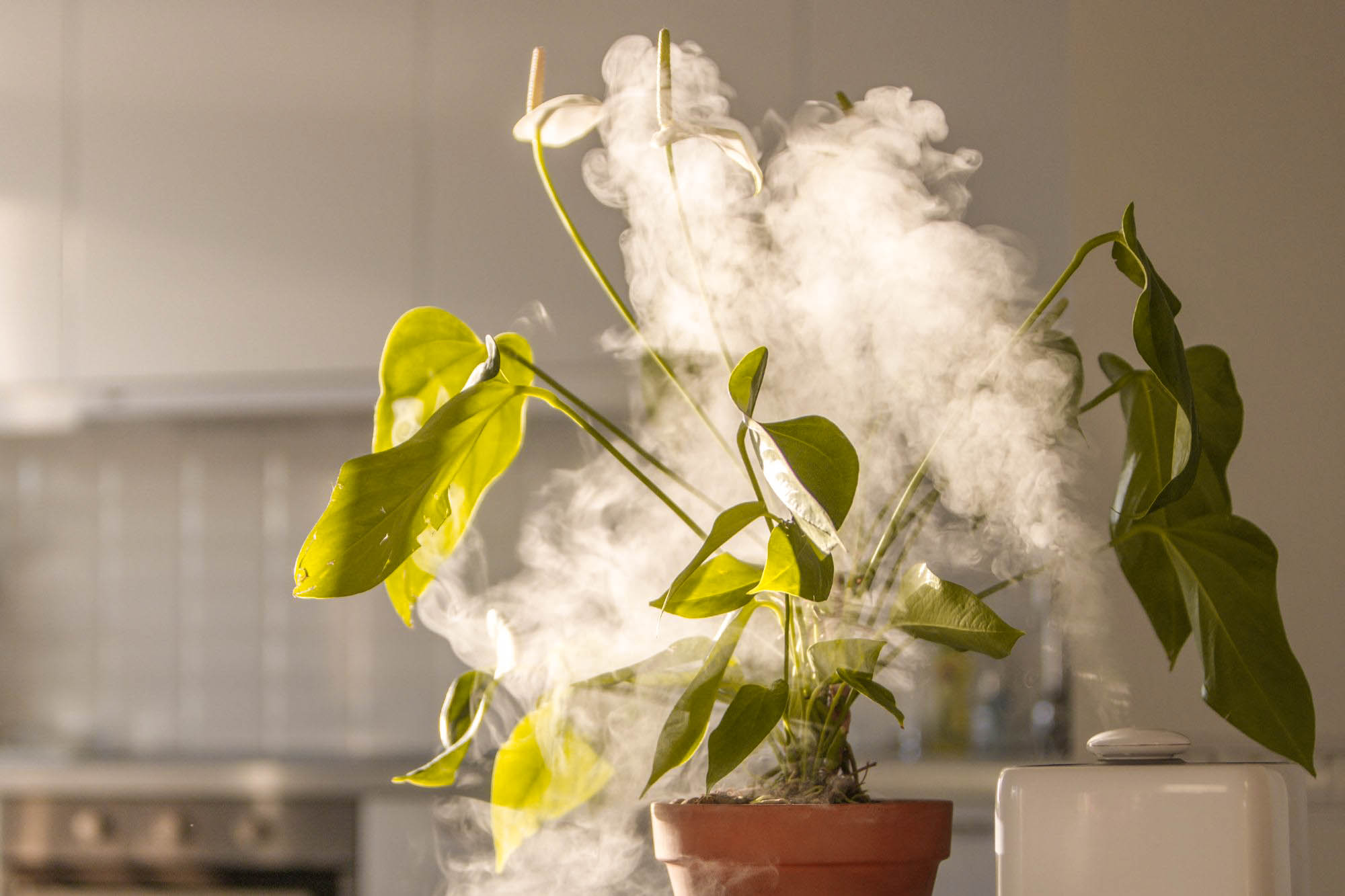 Monstera plant surrounded in a humidifier cloud.
