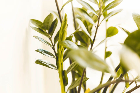 Close up of ZZ plant in small space