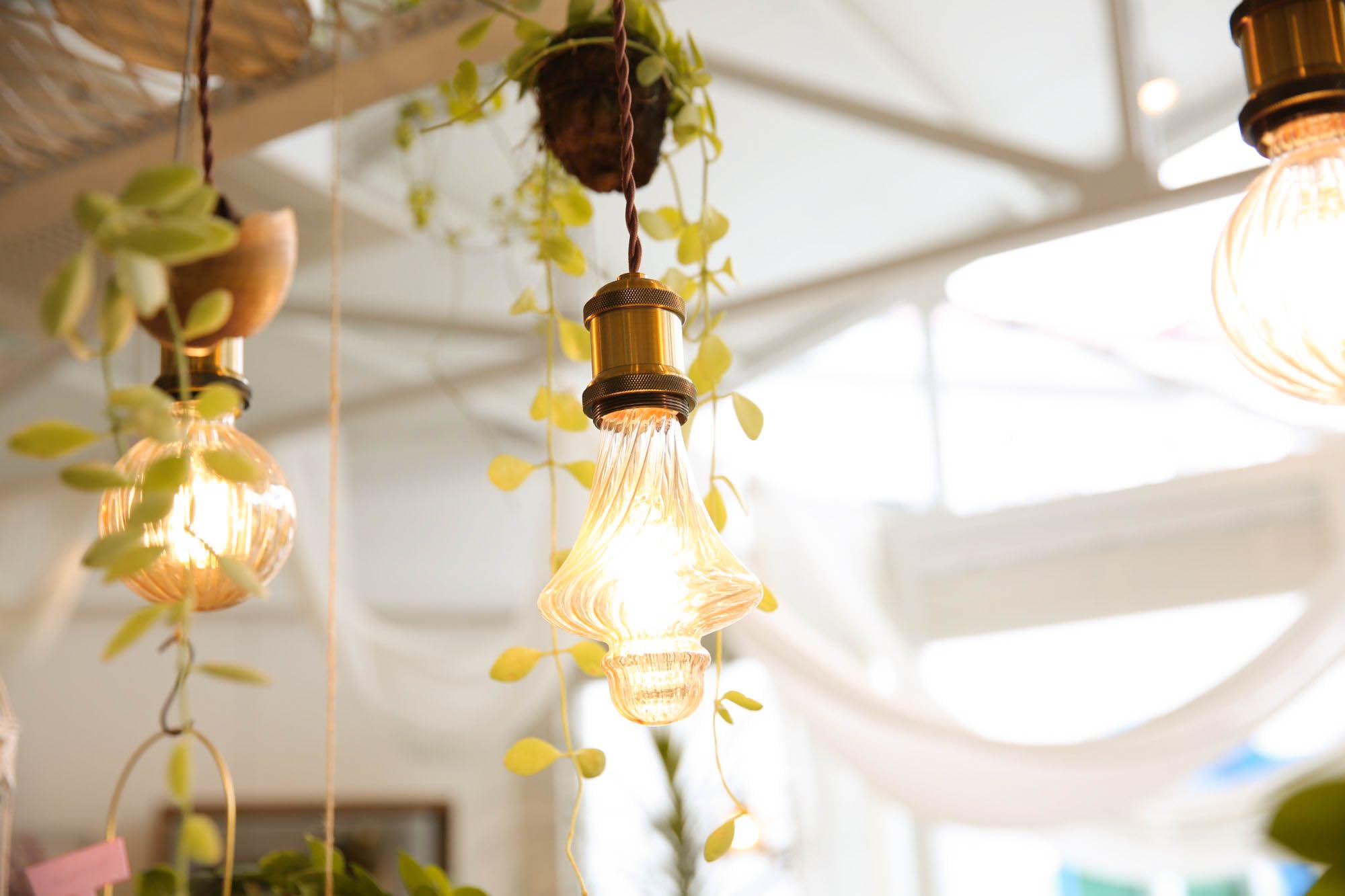 Pendant lights draped with vining plants.