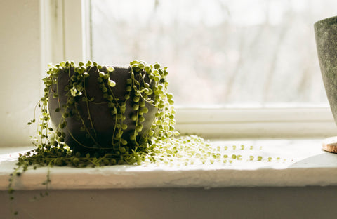 String of pearls plant on a window ledge in a small space