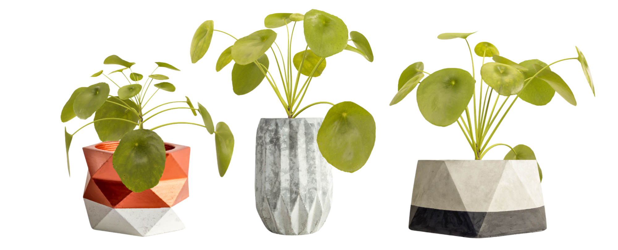 Chinese money plants in geometric planters