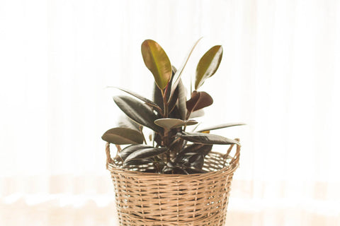 Rubber plant in a basket in a small space