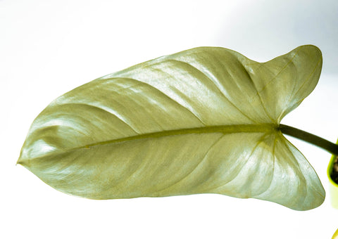 philodendron hastatum leaf
