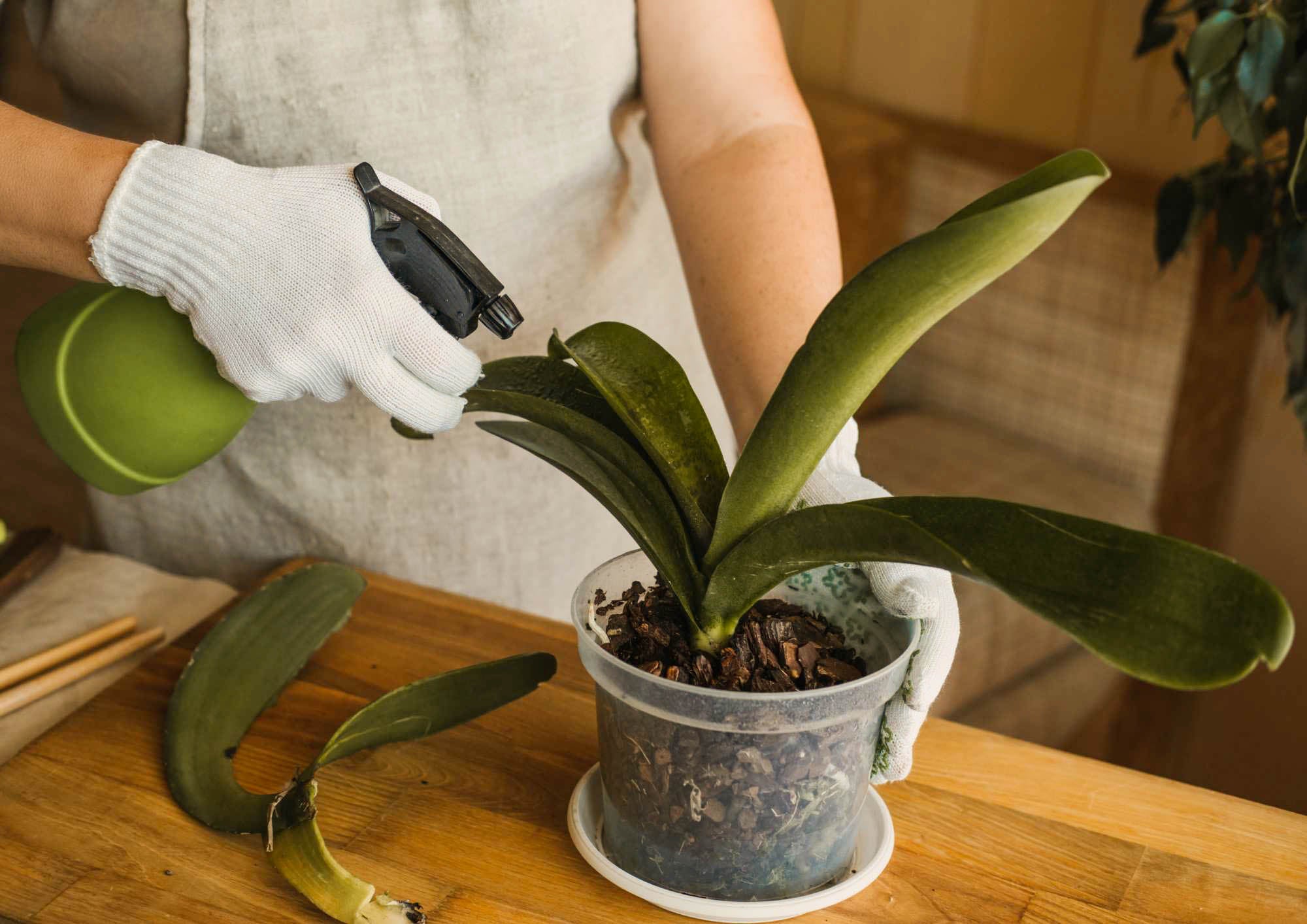 orchid care tips