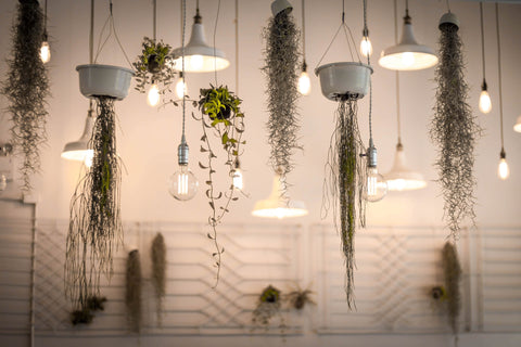 Plants and pendant lights hanging from a ceiling