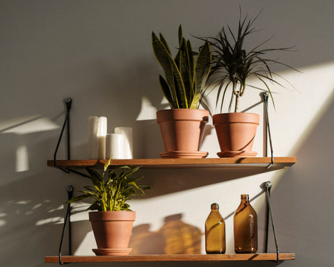 Toxic plants. Plants on hanging shelves.