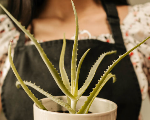 Toxic plants. Woman holding a beige ceramic pot that contains an aloe vera plant.