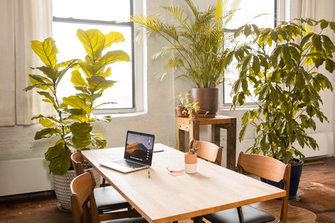 Plants boost your productivity. Desk with a laptop that is surrounded by plants.