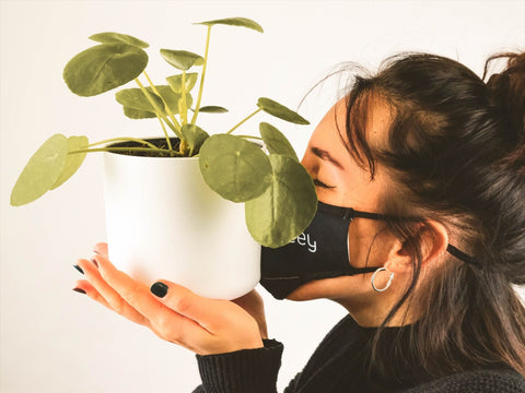 Plants improve indoor air quality. Close-up of a woman wearing a mask, with her face pressed against the pot of a money plant.