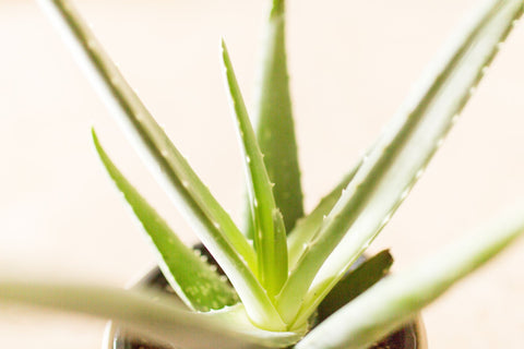 Close up of an aloe vera plant in a small space