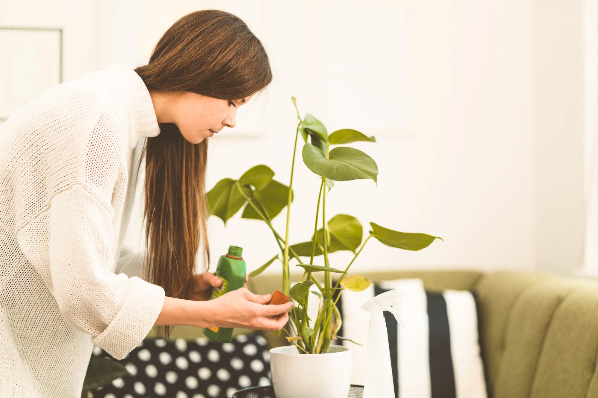 Woman with long hair fertilizing her monstera deliciosa plant during winter.