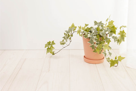 English Ivy plant on floor in small space