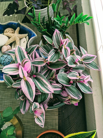 mature pink and purple tradescantia plant