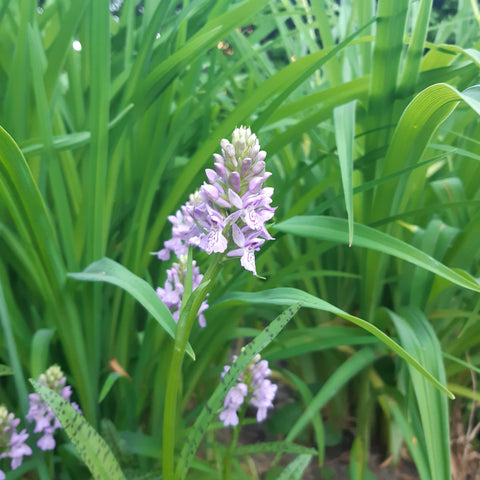 Terrestrial orchid