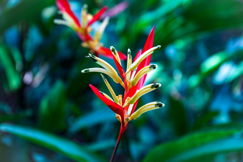 Closeup of brightly colored, exotic plant.