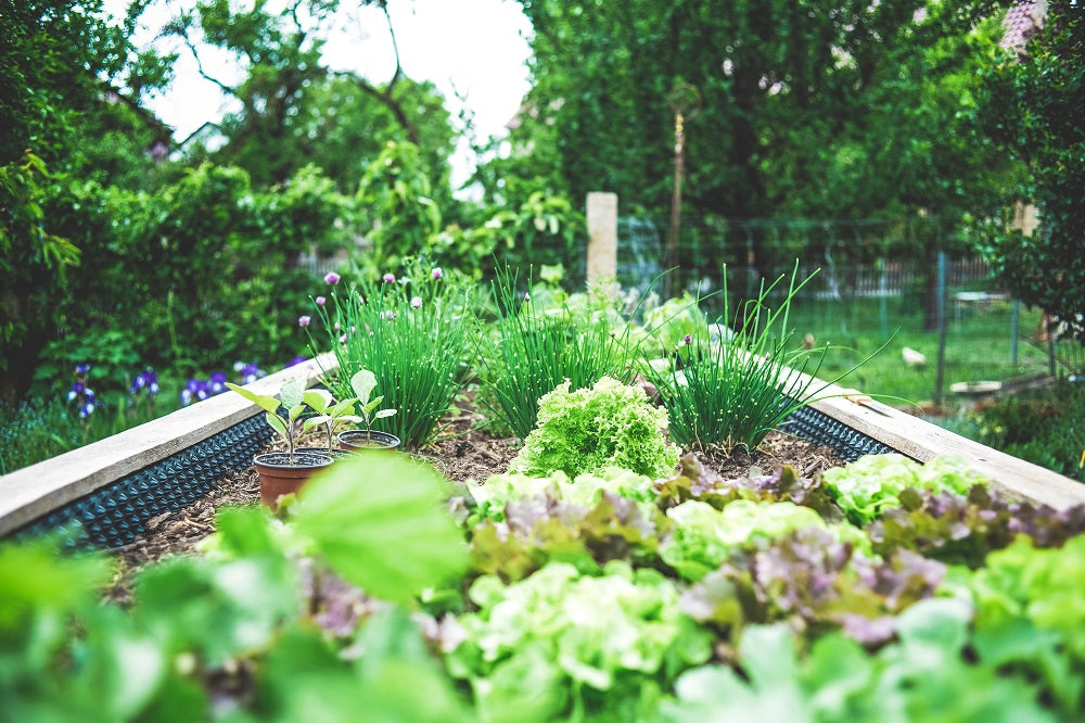 Luscious green plants growing in an outdoor planter.