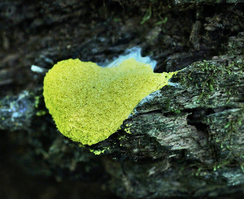 Scrambled Egg Slime Mold from https://www.flickr.com/photos/jblough/50010189836/