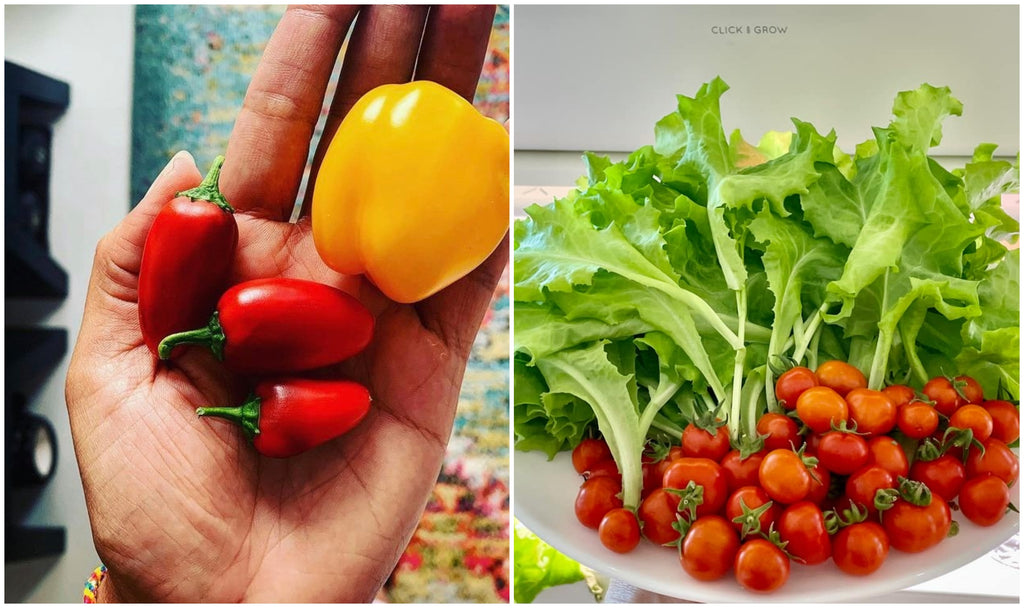 Collage of fresh food that has been harvested from Click & Grow smart gardens.