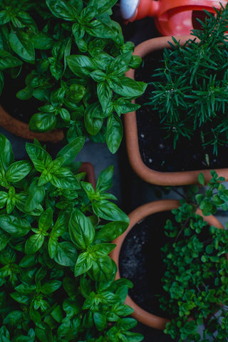 Potted herbs.