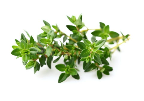 Thyme plant