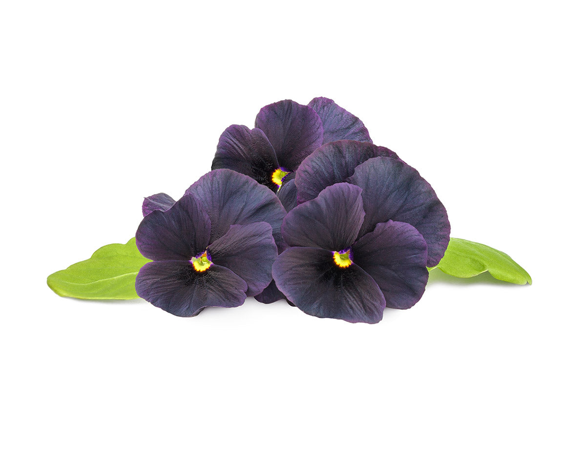 Vainas de plantas de pensamiento negro - Click & Grow EU