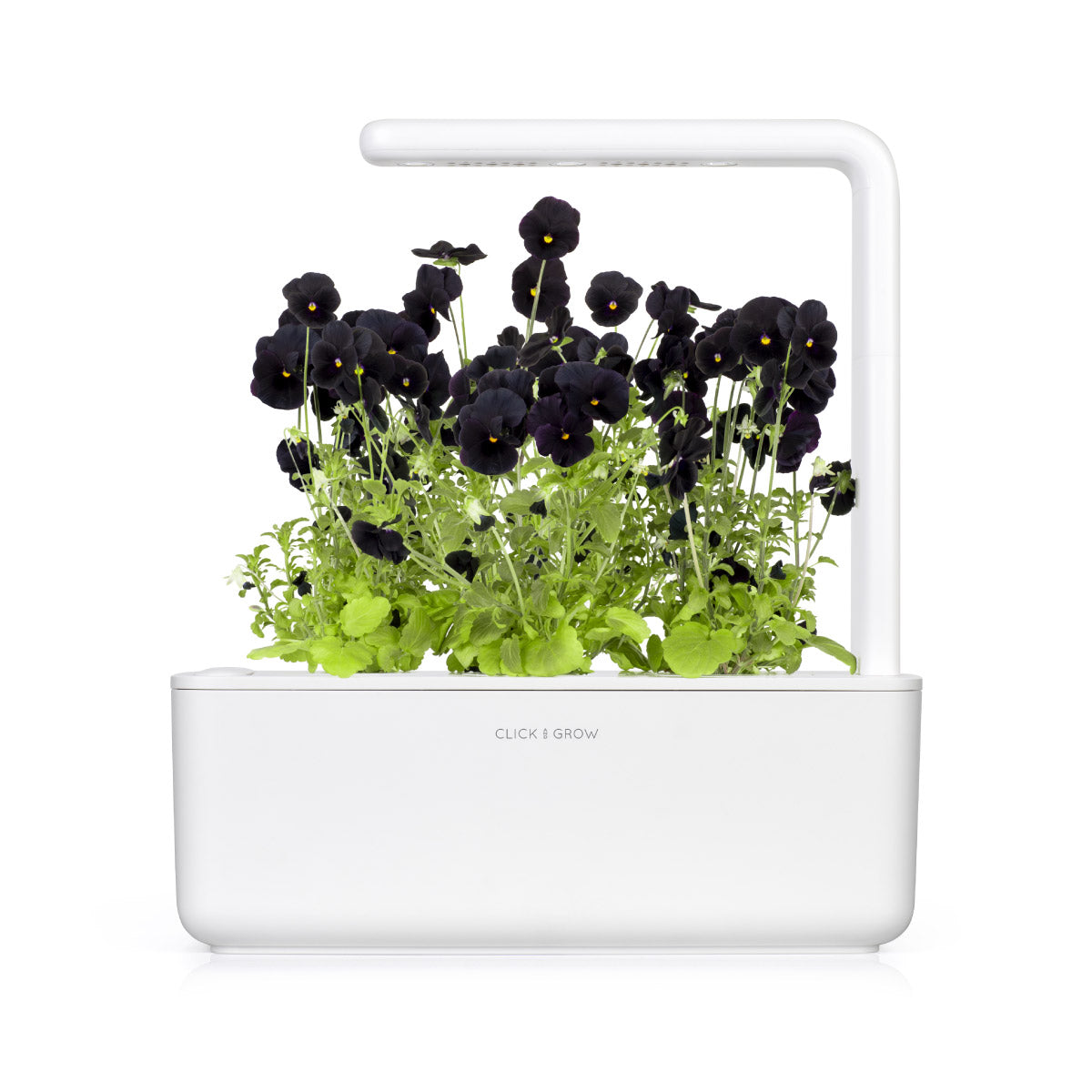 Vainas de plantas de pensamiento negro - Click & Grow EU