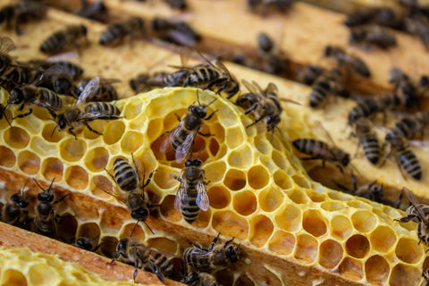 Bees On Honeycomb