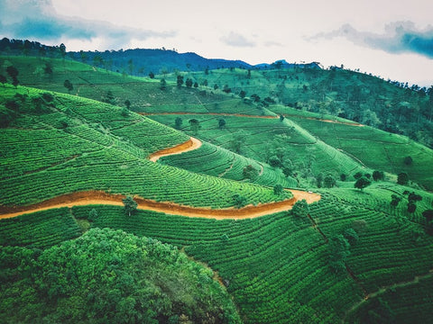 A view of a tea plantation in Sri Lanka