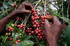 Papua New Guinea rijpe koffiebonen ROSS Coffee