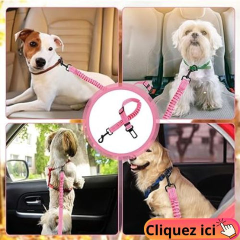 ceinture-de-sécurité-pour-chien