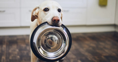 Dog holding empty food bowl in mouth