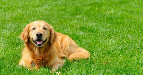 Dog laying on green grass