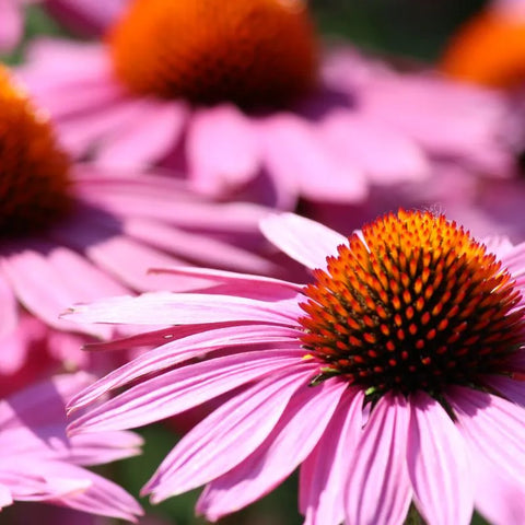 echinacea sistema immunitario