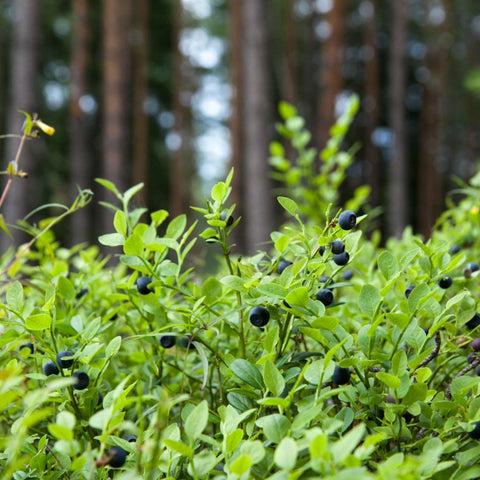 Nordic wild blueberries