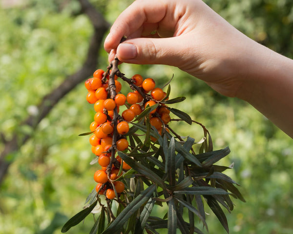 Sea buckthorn is a hardy plant that thrives in diverse climates, from salty coastal regions in Europe to semi-deserts in Asia.