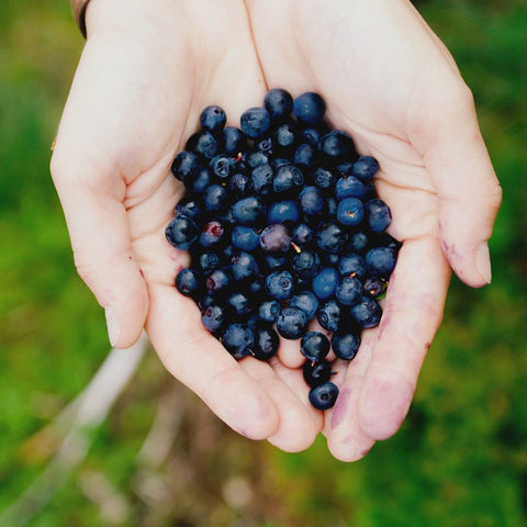 feeding cats blueberries