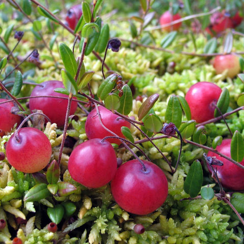 fresh cranberries