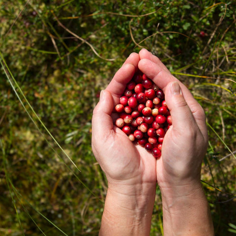 fresh wild cranberries