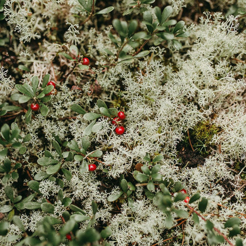 Preiselbeeren