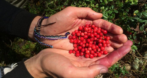 Lingonberries have high, natural, antimicrobial function