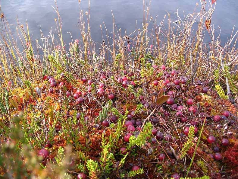 Wild Nordic Cranberries