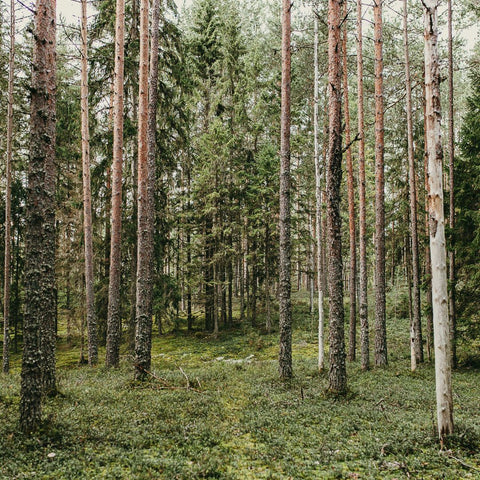 nordic forest