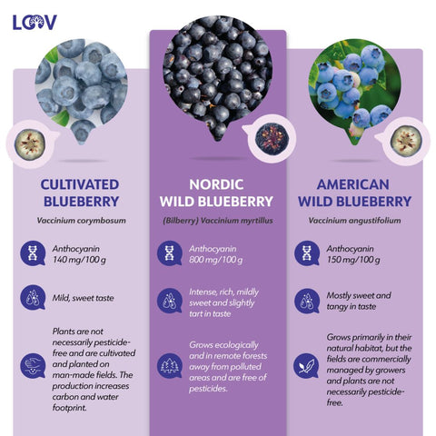 Wilde Blaubeeren vs. kultivierte Blaubeeren