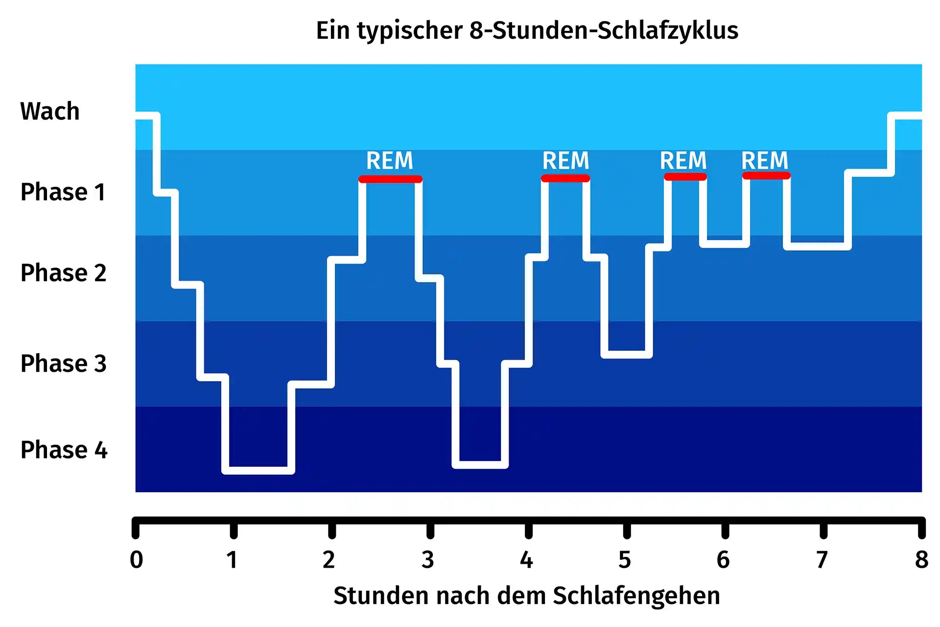 Typischer 8-Stunden Schlafzyklus