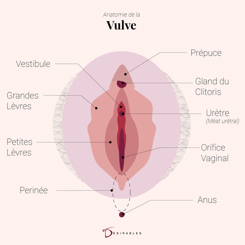 Anatomie de la vulve par Désirables