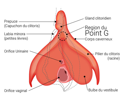 Région du clitoris et du point G - Illustration par Désirables