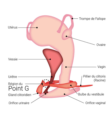 Région du clitoris et du point G - Illustration par Désirables