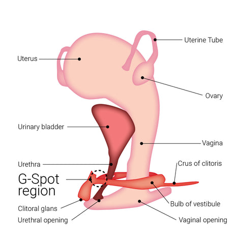 G-spot anatomy diagram by Désirables