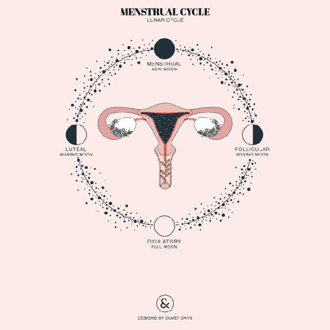 Uterus and Menstrual Cycle Design by Duvet Days