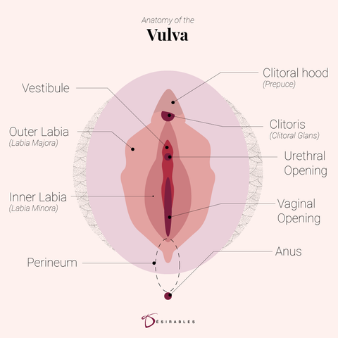 Vulva Anatomy by Désirables